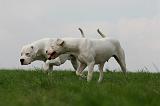 DOGUE ARGENTIN 423